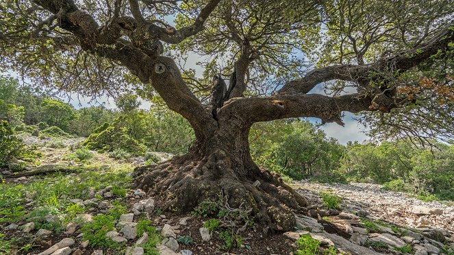 Horses in the Storm - Sardinia's Rocky Sanctuary - Photos