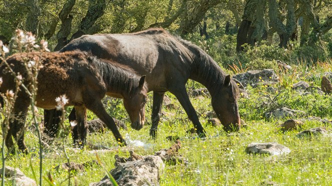 Univerzum - Szardínia vadon élő lovai - Filmfotók