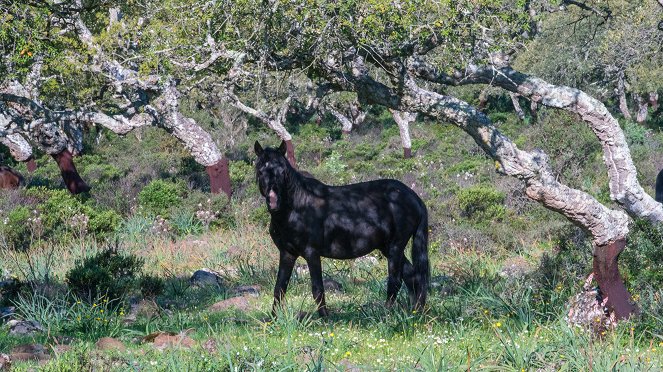 Horses in the Storm - Sardinia's Rocky Sanctuary - Photos