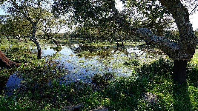 Universum: Pferde im Sturm - Das wilde Herz Sardiniens - Film