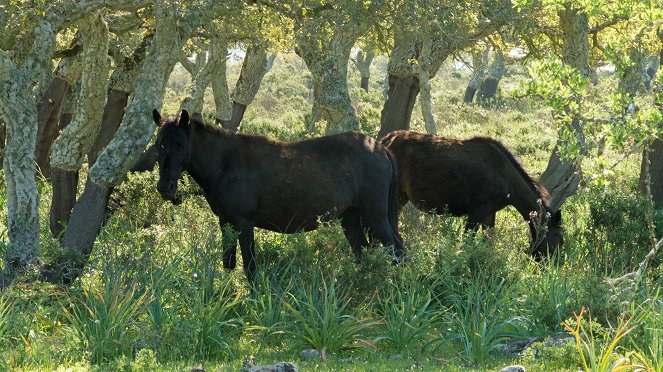 Pferde im Sturm - Das wilde Herz Sardiniens - Filmfotos