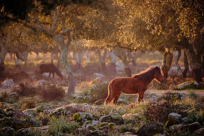 Universum: Pferde im Sturm - Das wilde Herz Sardiniens - Kuvat elokuvasta