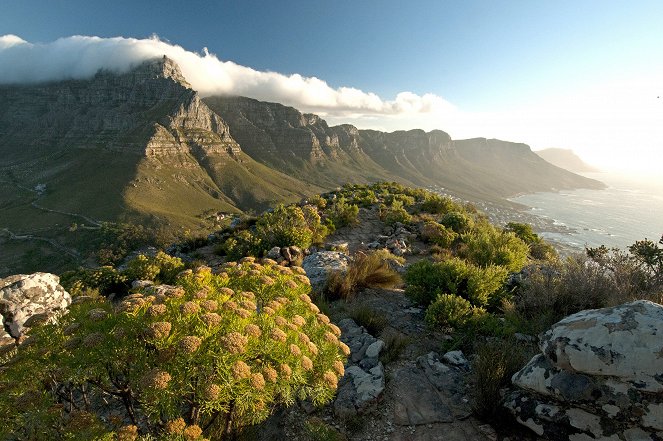 Africa - Cape - De la película