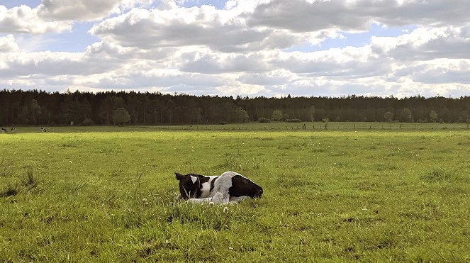 Willi - ein Kalb wächst heran: Aus dem Leben unserer Nutztiere - Z filmu