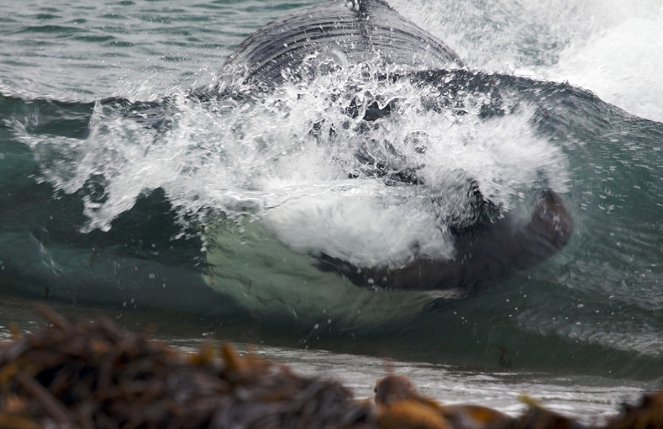 Orca Killing School - Photos