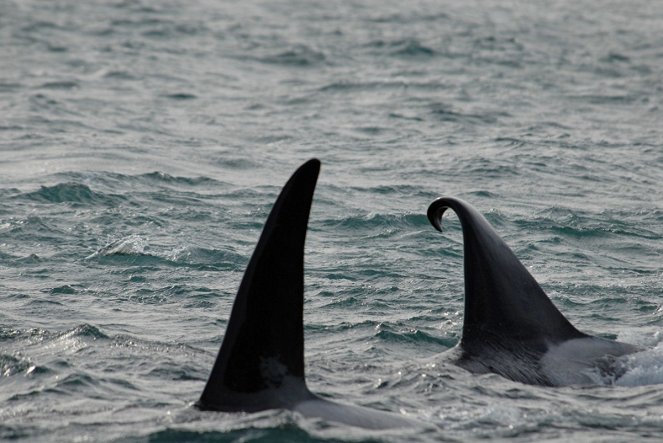 Killerwale - Die perfekten Meeresjäger - Filmfotos