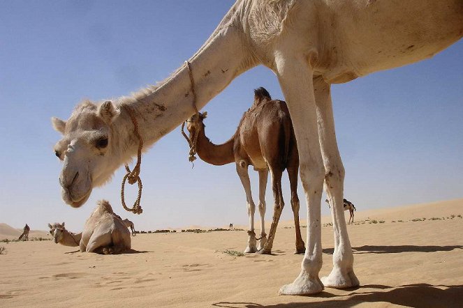 Auf Entdeckungsreise - Season 1 - Nomade’s Land : Les Touaregs du Niger - Filmfotos