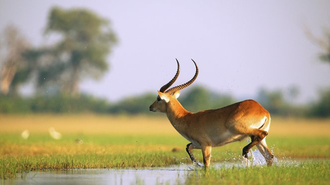 Hatalmas Afrika - Okavango Swamps - Filmfotók