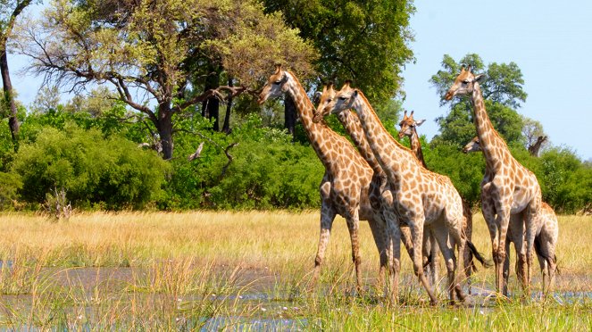 Massiivinen Afrikka - Okavangon suot - Kuvat elokuvasta