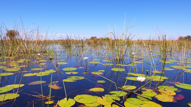 Hatalmas Afrika - Okavango Swamps - Filmfotók