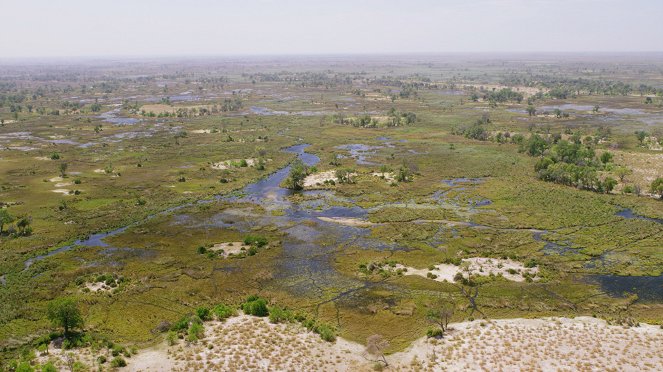 Massive Africa - Okavango Swamps - Van film