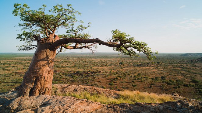 Velkolepá Afrika - Přírodní rezervace Mala Mala - Z filmu