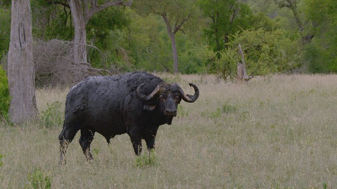 Velkolepá Afrika - Rezervace Mashatu - Z filmu