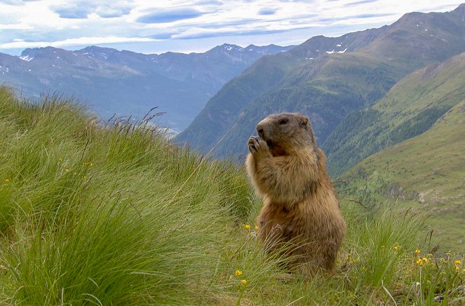 Příroda pod ochranou - Švýcarské Alpy - Z filmu