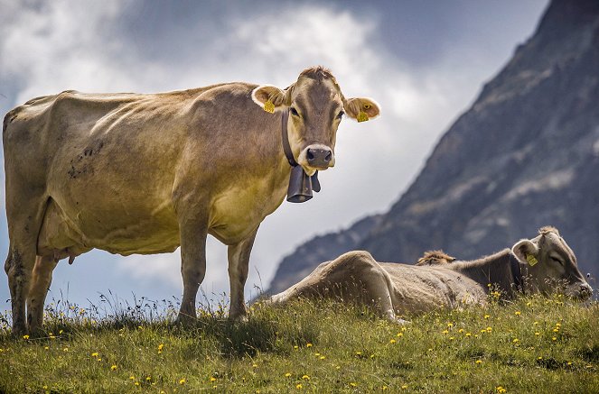 A természetes élőhelyek megóvásának új útjai - Suisse, le renouveau des alpages - Filmfotók