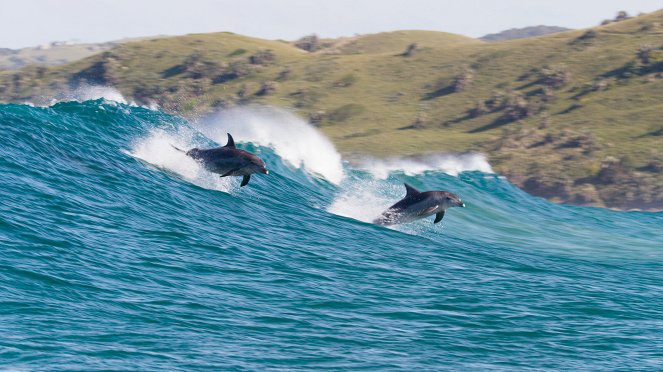 Rafa delfinów - Z filmu