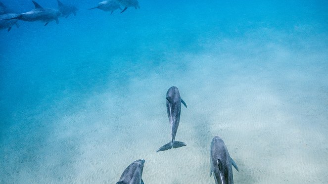Dolphin Reef - De la película