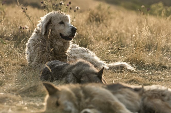 Erlebnis Erde: Wölfe und Herdenschutzhunde - Zwei ungleiche Brüder - Kuvat elokuvasta