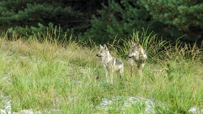 Erlebnis Erde: Wölfe und Herdenschutzhunde - Zwei ungleiche Brüder - De filmes
