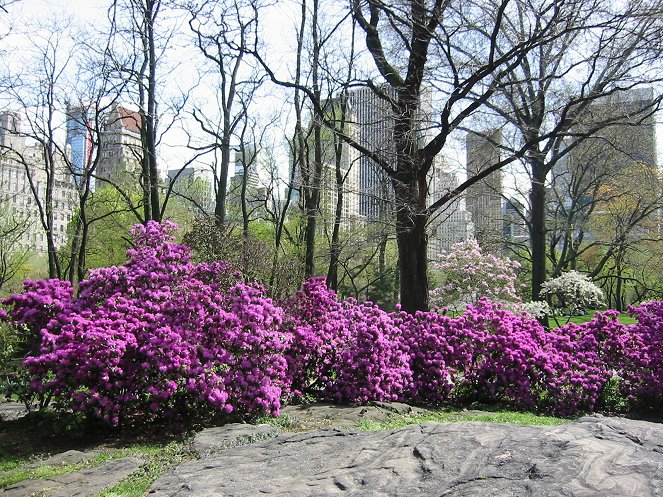 Central Park - New York szíve - Filmfotók
