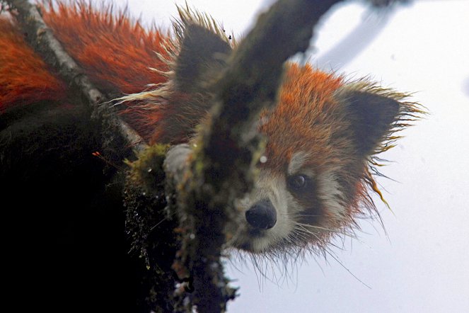 Aventures en terre animale - Le Panda roux de l'Himalaya - Photos
