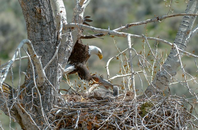 Epic Yellowstone - Life on the Wing - Photos