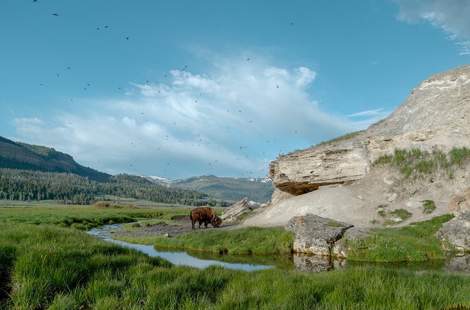 Tarunhohtoinen Yellowstone - Elämää siivillä - Kuvat elokuvasta