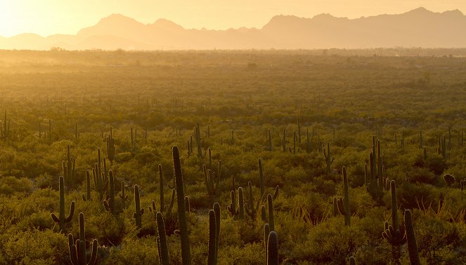Amerika nemzeti parkjai - Saguaro - Filmfotók