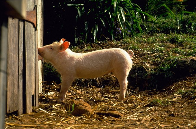 Ein Schweinchen namens Babe - Filmfotos