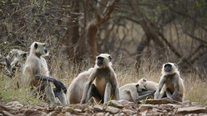 Mysterious Wilds of India - Photos