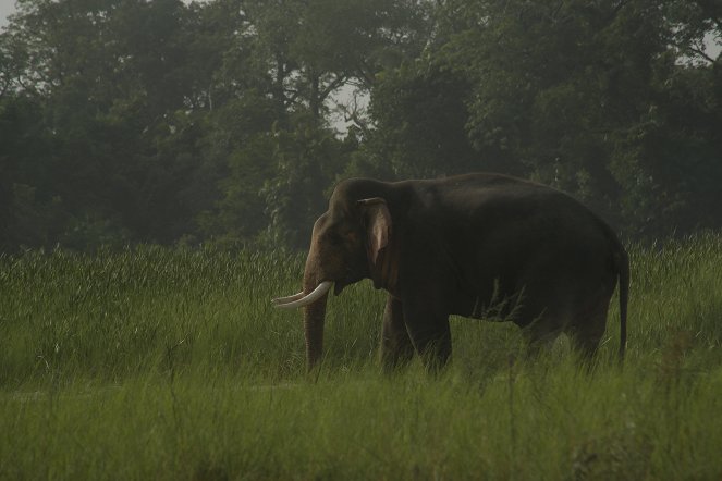 Mysterious Wilds of India - De la película