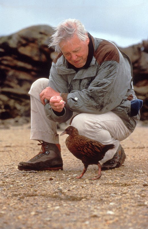 A madarak élete - Filmfotók - David Attenborough