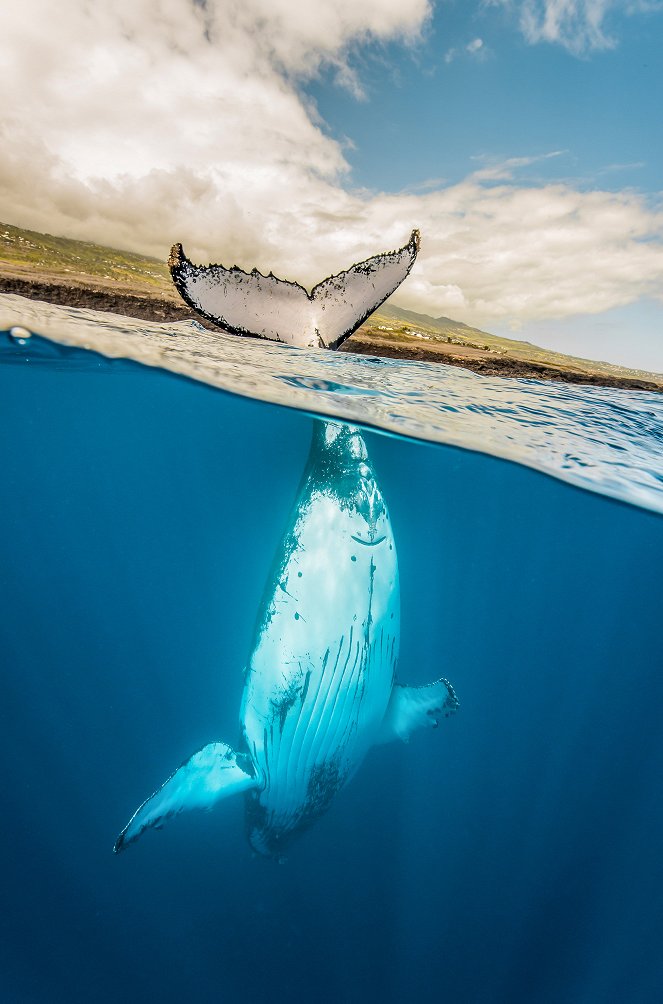 Quand baleines et tortues nous montrent le chemin - De la película