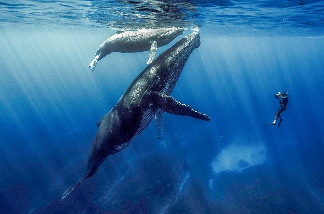 Quand baleines et tortues nous montrent le chemin - Kuvat elokuvasta