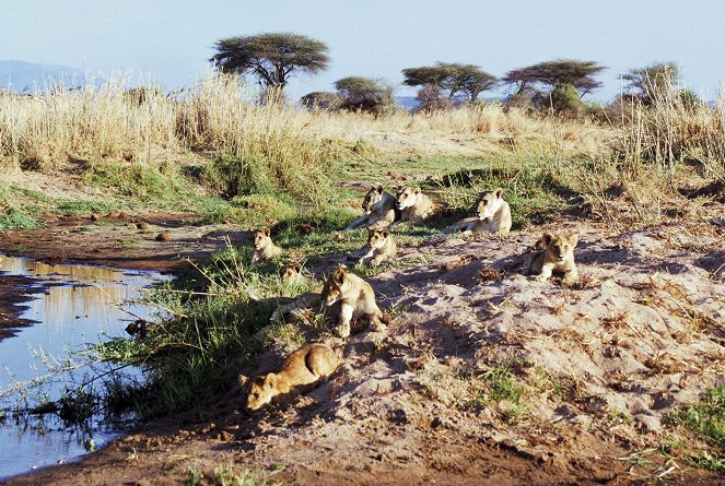 The Lion Queens: Fighting for Survival - Photos