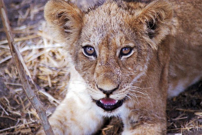 Lionnes, le combat des reines - Filmfotók