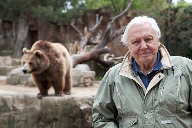 Kurioses aus der Tierwelt - Frankensteins Tiere – Hybridbären und Killerbienen - Werbefoto - David Attenborough