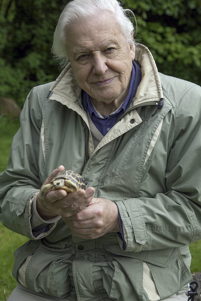 Kurioses aus der Tierwelt - Season 4 - Faszinierende Schalen: Schildkröten und Strauße - Werbefoto - David Attenborough