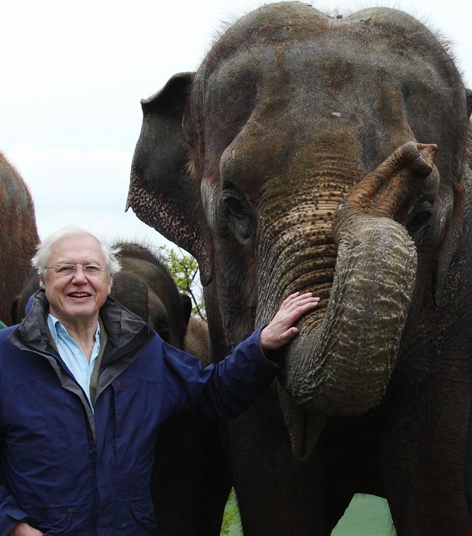 Kurioses aus der Tierwelt - Der Elefant und der Nacktmull - Werbefoto - David Attenborough