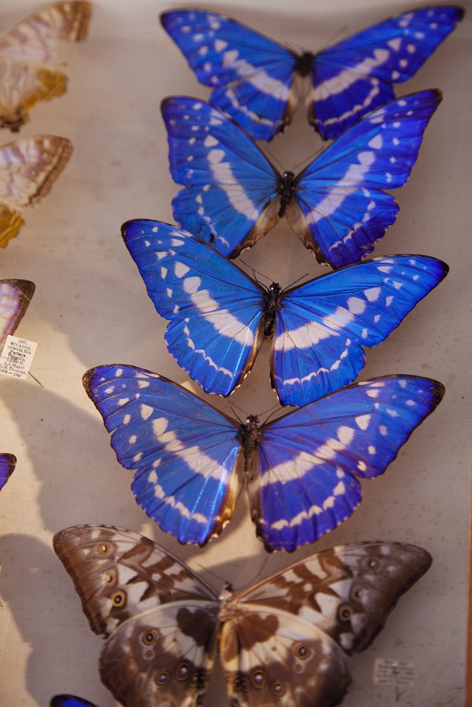 David Attenborough's Natural Curiosities - Seeing the Pattern - Photos
