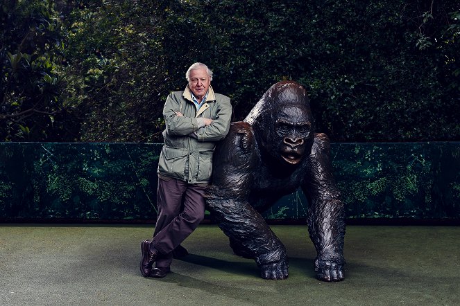 Kurioses aus der Tierwelt - Season 2 - Ein schlechter Ruf: Der Gorilla und die Fledermaus - Werbefoto - David Attenborough