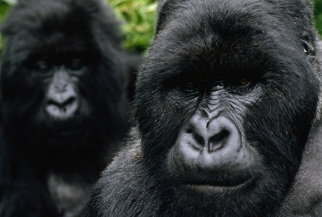 Kurioses aus der Tierwelt - Ein schlechter Ruf: Der Gorilla und die Fledermaus - Filmfotos