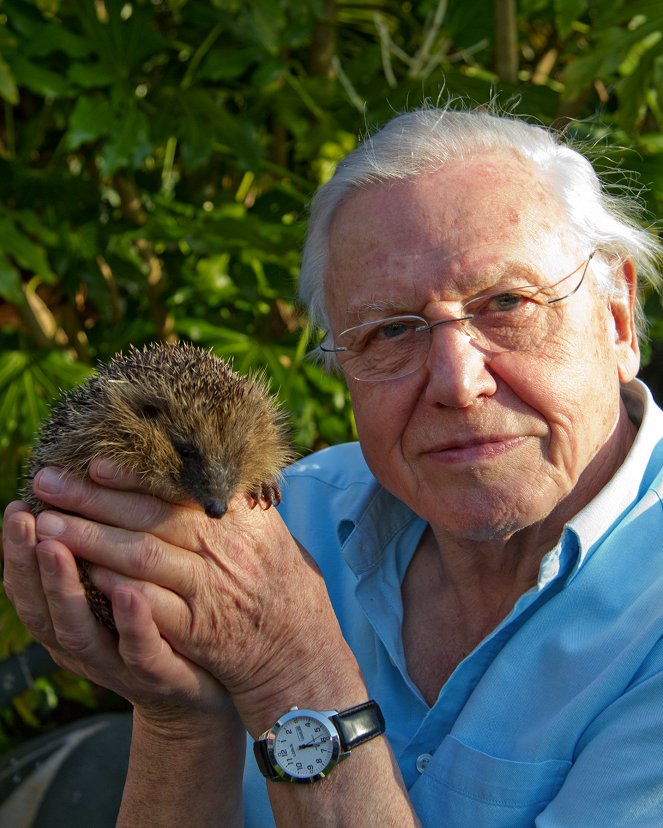 Kurioses aus der Tierwelt - Season 2 - Gepanzerte Tiere: Das Nashorn und der Igel - Werbefoto - David Attenborough