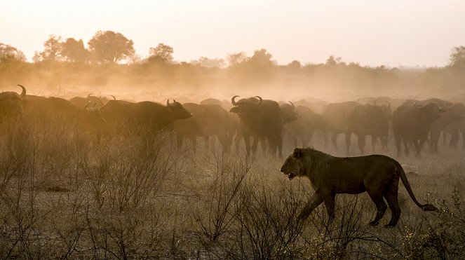 Okavango - řeka snů - Nejistota - Z filmu