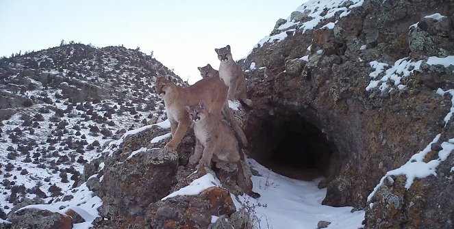 The Mountain Lion and Me - Filmfotók