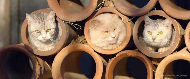 The Island of Cats - Photos