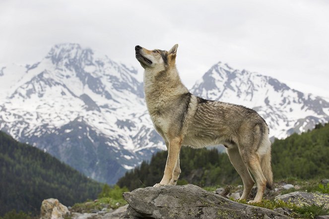 The Snow Wolf: A Winter's Tale - Photos