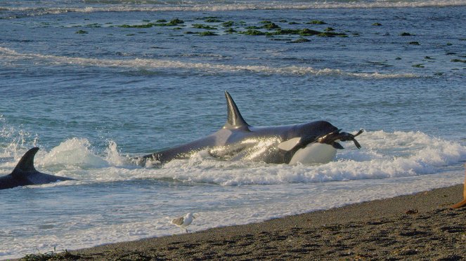 Ocean Predators Revealed - Photos