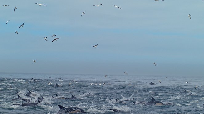 Tierische Freibeuter der Meere - Filmfotos