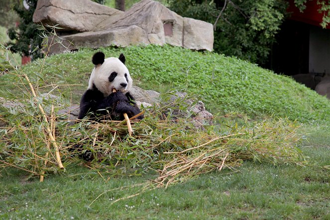 Kurioses aus der Tierwelt - Riesenbabys: Pandakinder und Kiwis - Filmfotos